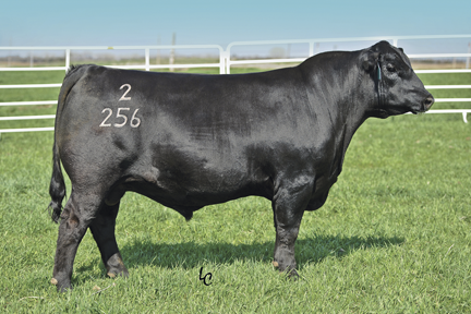 Connealy Western Cut